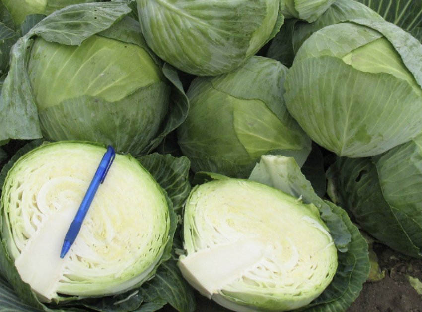 Капуста Краутман