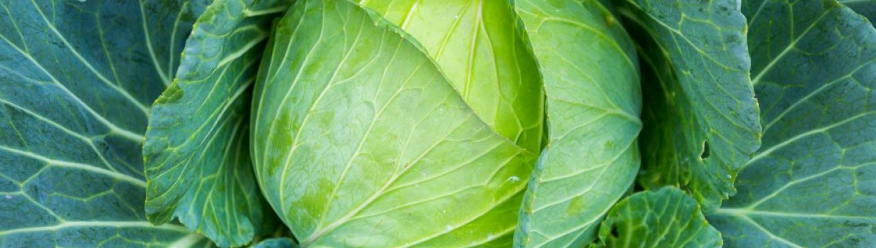 Особливості посадки і догляду за капустою Краутман