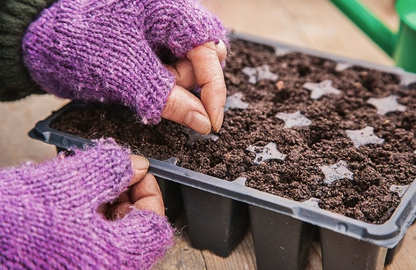 Посів насіння на розсаду цибулі