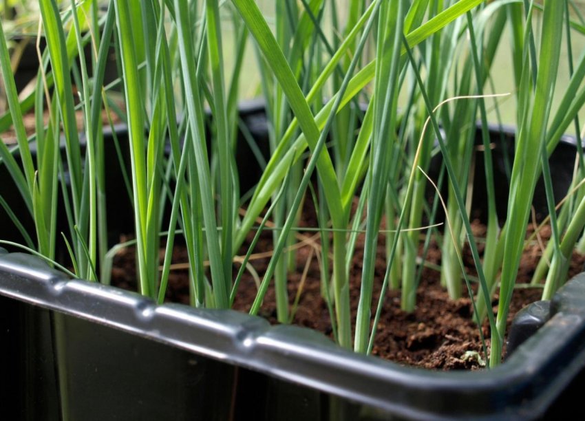 Розсада лука Стардаст