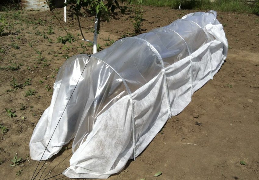 Укриття посіви капусти