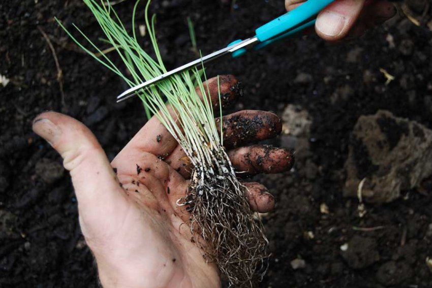 Укорочення розсади цибулі перед висадкою в грунт