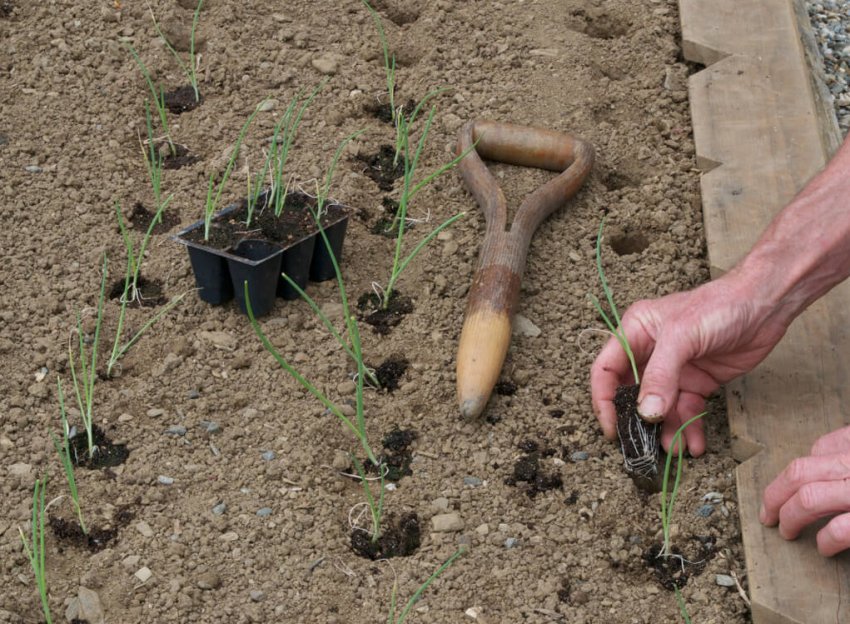 Висадка розсади цибулі в теплу грядку