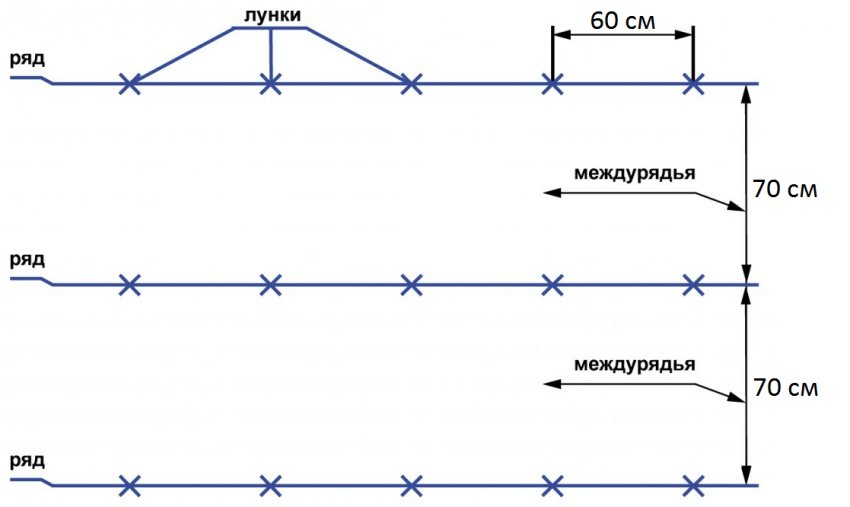 Схема посадки капусти