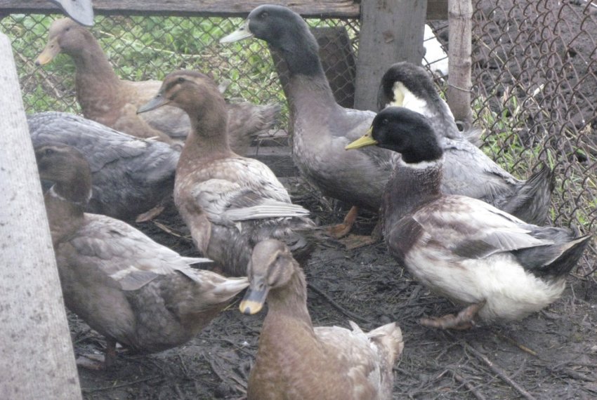 Порода блакитний фаворит Порода блакитний фаворит