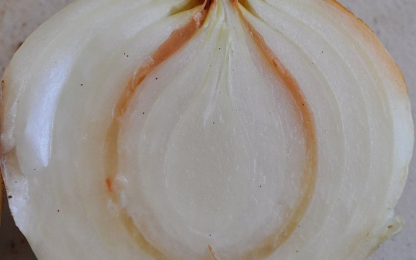 Бактеріоз цибулі