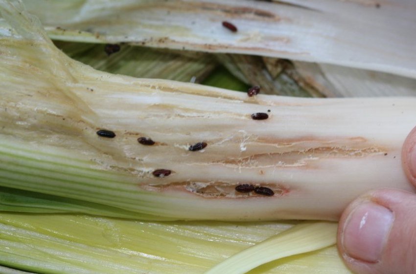 Личинки цибулевої мухи