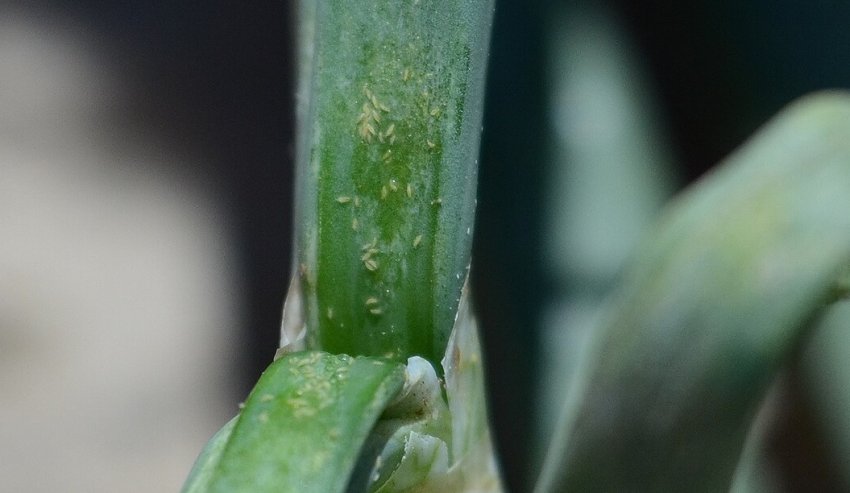 Цибульні трипси