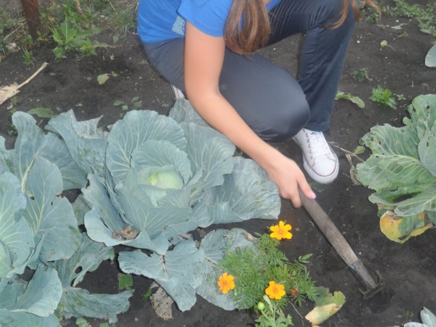 Розпушування ґрунту біля капусти