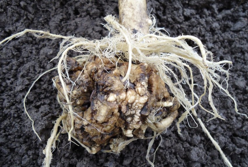 Капустяна кила