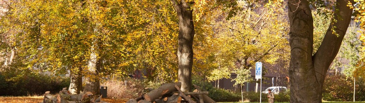 Битва за ліс: у Миколаївській області побилися лісники і голова ВІД
