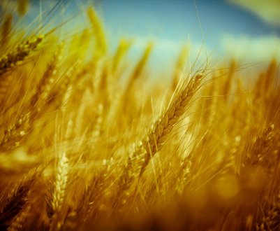 Жовта плямистість загрожує посівам української пшениці 