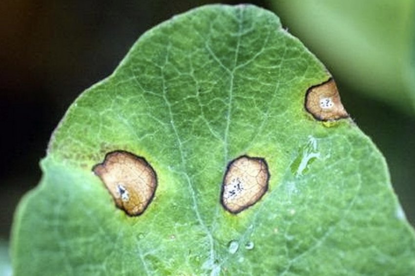 Біла плямистість (септоріоз) Біла плямистість (септоріоз)