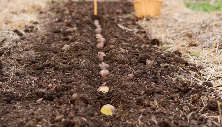 Посадка картоплі