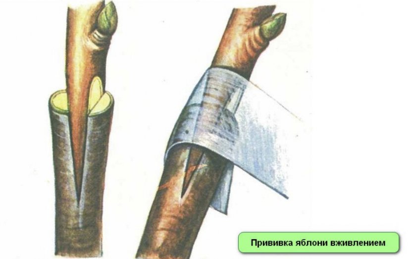 Прививка яблони вживлением Прививка яблони вживлением