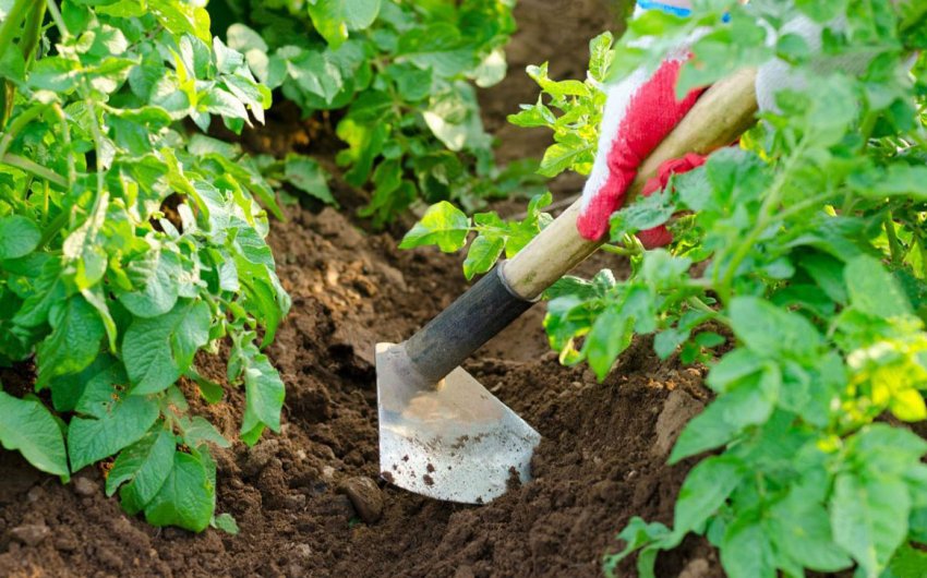 Підгортання картоплі