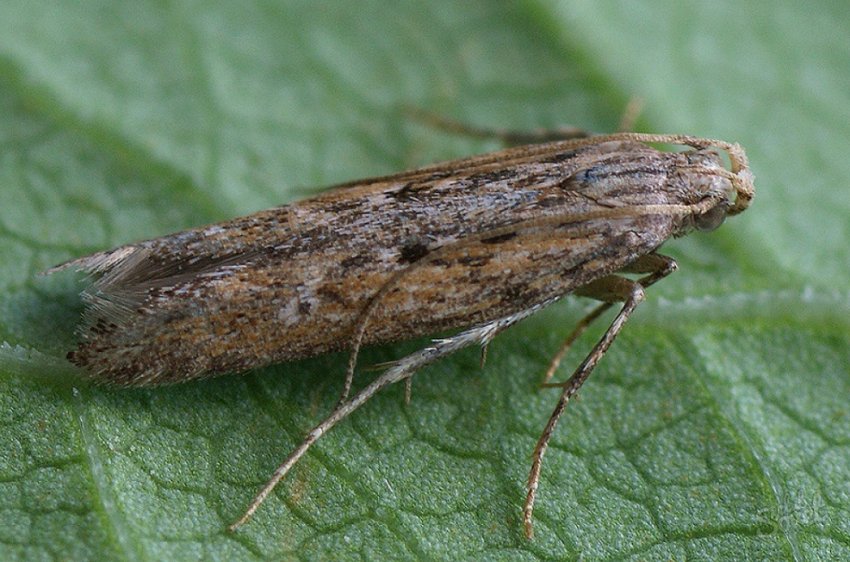 Картопляна міль