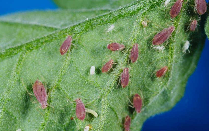 Картопляна попелиця