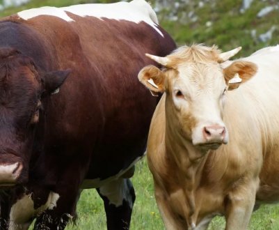 Ірландські фермери визнають «актом саботажу» зниження цін на велику рогату худобу