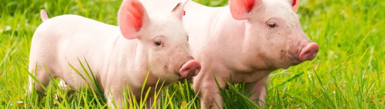 В Японії через спалах чуми свиней почалася вакцинація диких кабанів