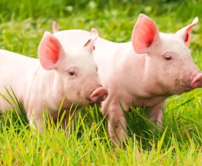 В Японії через спалах чуми свиней почалася вакцинація диких кабанів