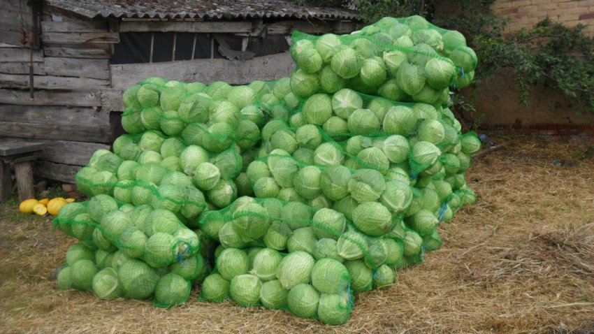 Урожай капусти Бронко