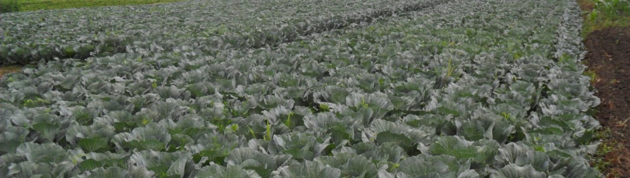 Особливості сорту капусти Бронко