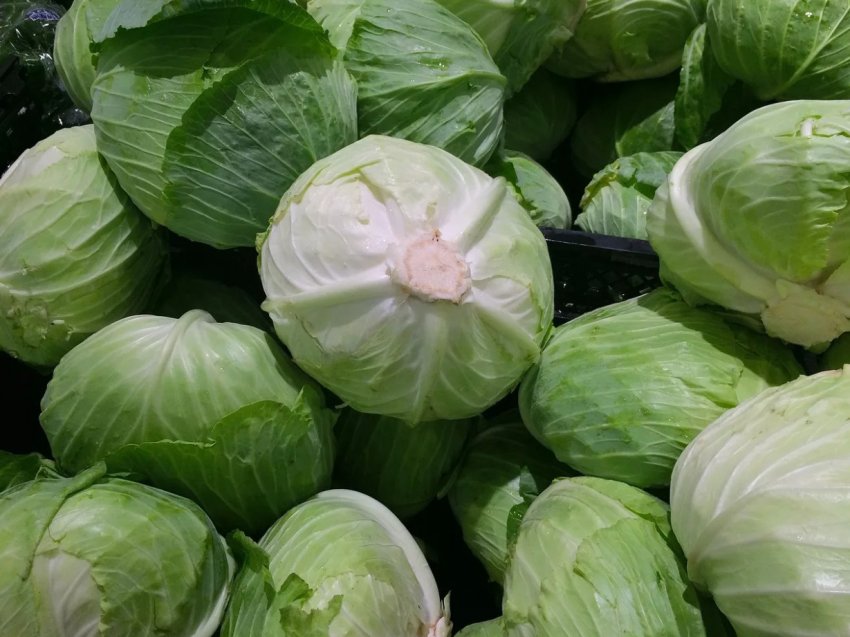 Капуста сорту Вестрі