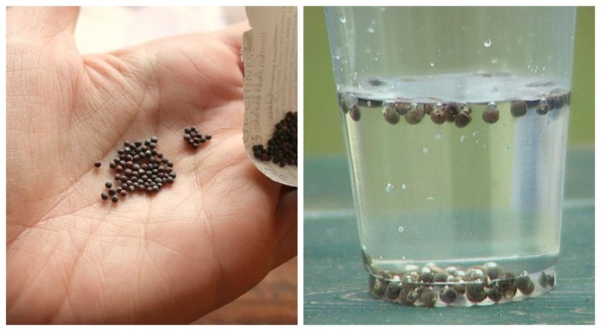 Підготовка насіння капусти