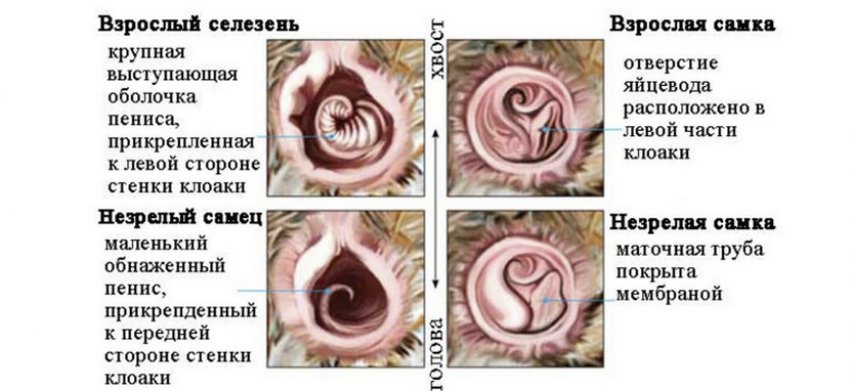 Відмінності самця від самки Відмінності самця від самки