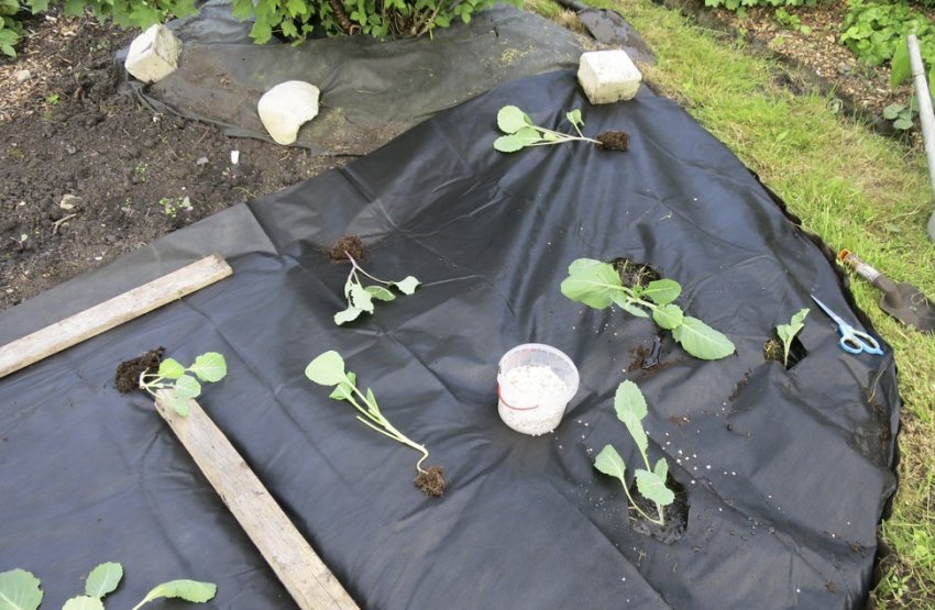 Садіння капусти під спанбонд