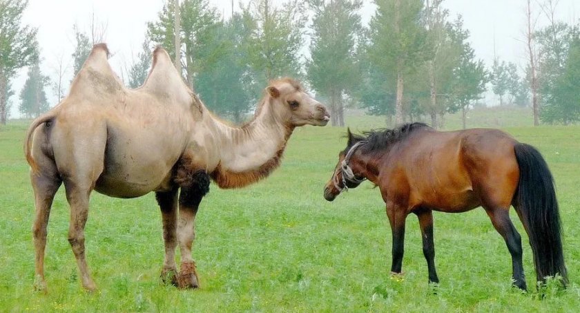 В астраханских стойлах растёт количество верблюжат, козлят и жеребят В астраханских стойлах растёт количество верблюжат, козлят и жеребят