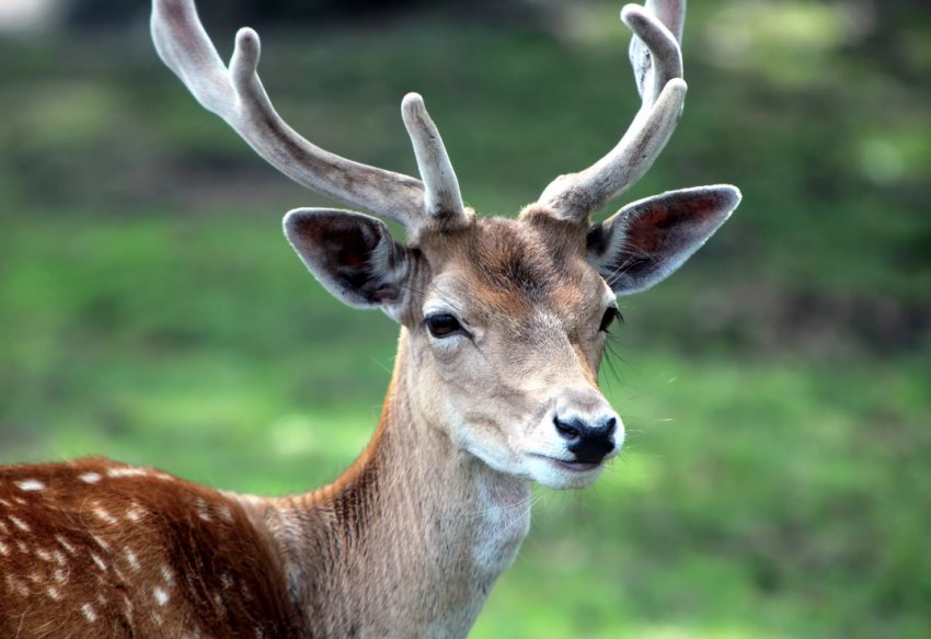 Колимські оленярі проведуть вікенд на професійному з'їзді Колимські оленярі проведуть вікенд на професійному з'їзді