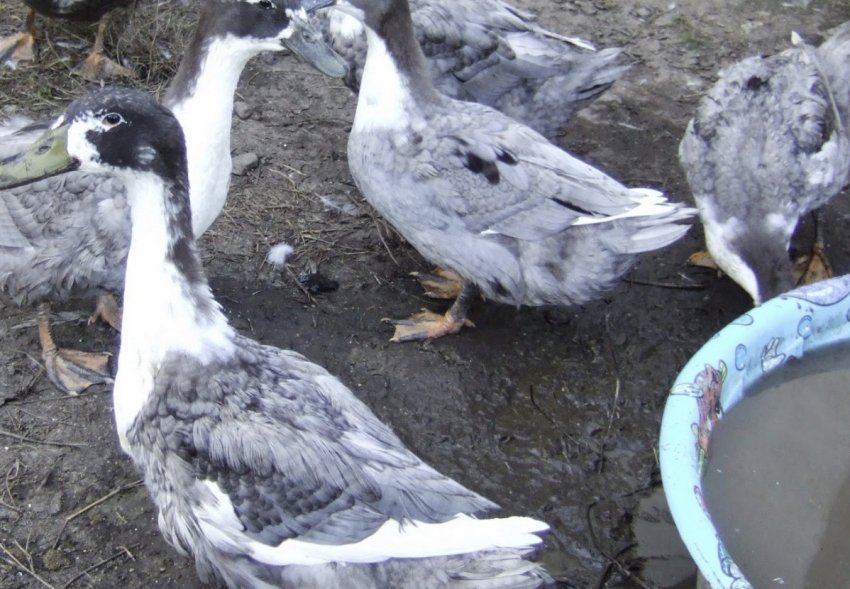 Качки фаворит Качки фаворит