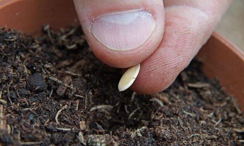 Посів насіння дині на розсаду