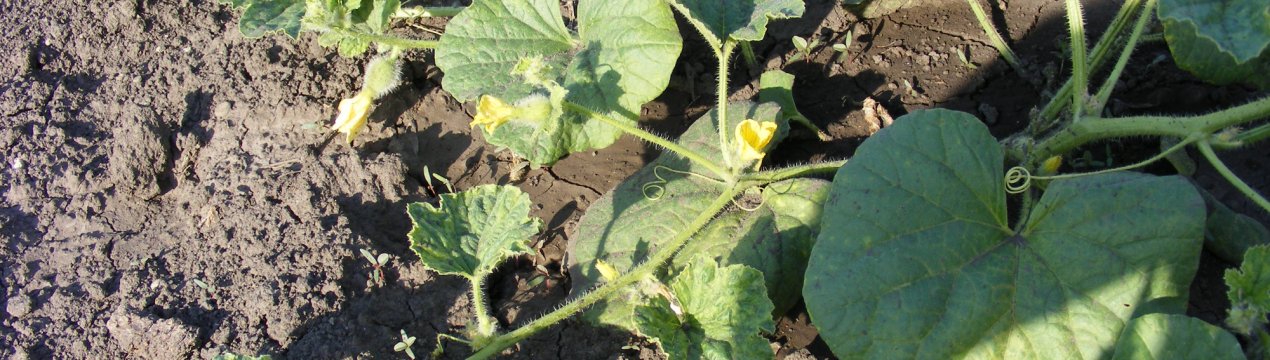 Диня сорту Казка F1: ботанічний опис і характеристика, вирощування і догляд