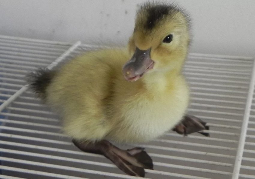 Каченя Каченя