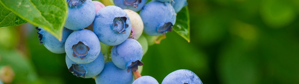 Україна активно збільшує площі під лохиною