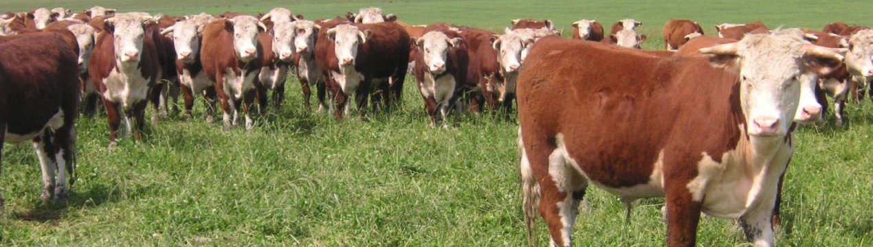 Безпошлинные тарифи Brexit можуть обернутися великою вигодою для південноамериканських виробників яловичини