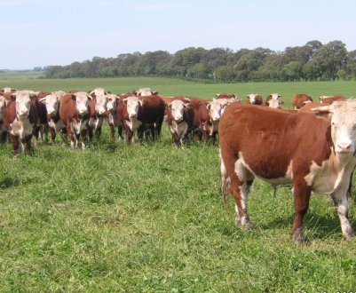 Безпошлинные тарифи Brexit можуть обернутися великою вигодою для південноамериканських виробників яловичини