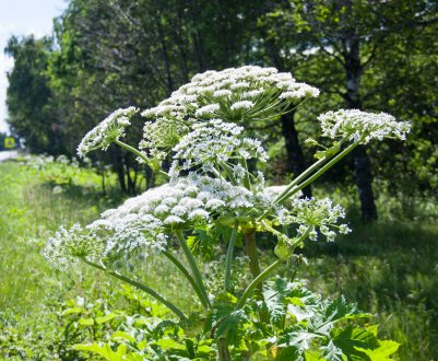 Війна з борщівником: московські влади не пошкодують півмільярда рублів на боротьбу з шкідником