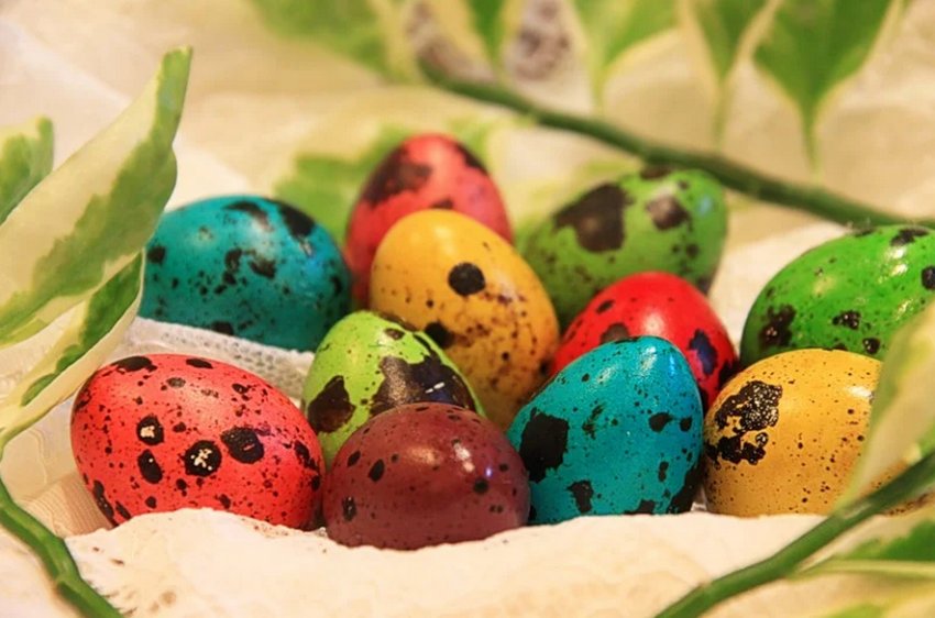 Перепелині яйця Перепелині яйця