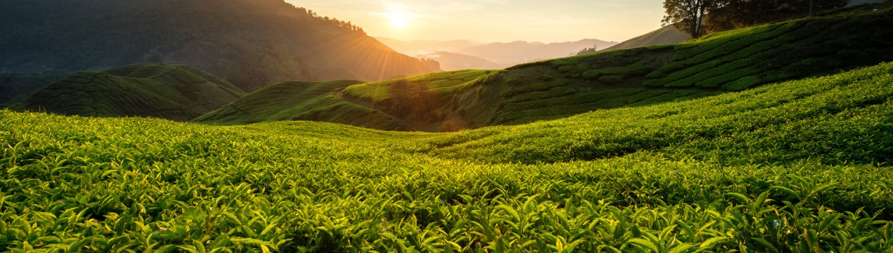 Сербія «поклала око» на сочинський чай