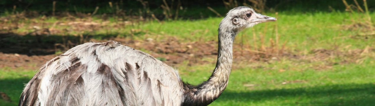 какую скорость развивает страус когда бежит. . какую скорость развивает страус когда бежит фото. какую скорость развивает страус когда бежит-. картинка какую скорость развивает страус когда бежит. картинка . Страус — это житель Саванны, который у большинства из нас вызывает удивление и изумление. И кто же, как не он является рекордсменом не только по весу, но и по быстроте?! Давайте узнаем более подробно о том, какая скорость бега страуса в случае опасности.