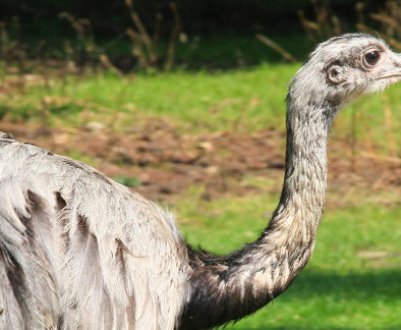 Яку швидкість може розвинути страус при бігу?