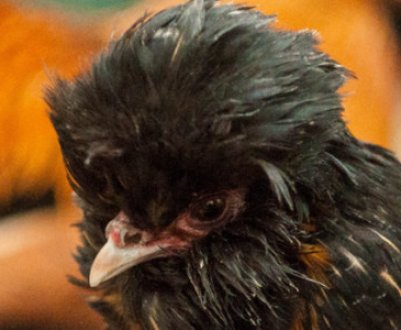 Кури чубаті: назви, опис і характеристика породи