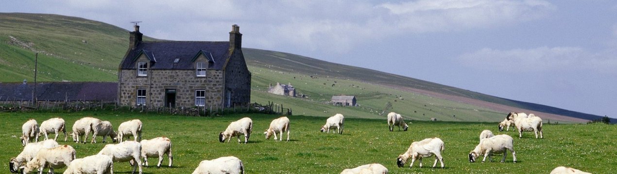 У Шотландії незважаючи на зростання доходів, фермерам не обійтися без субсидій