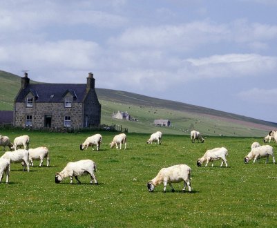 У Шотландії незважаючи на зростання доходів, фермерам не обійтися без субсидій
