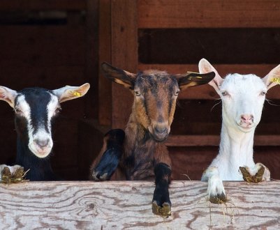 Три нових породи кіз зареєстровані в Україні
