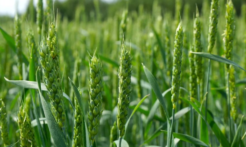 Жовта плямистість загрожує посівам української пшениці